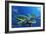 Green Sea Turtles-Durwood Coffey-Framed Giclee Print