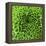 GREEN SHAMROCK CHRYSANTHEMUM-Clive Nichols-Framed Premier Image Canvas