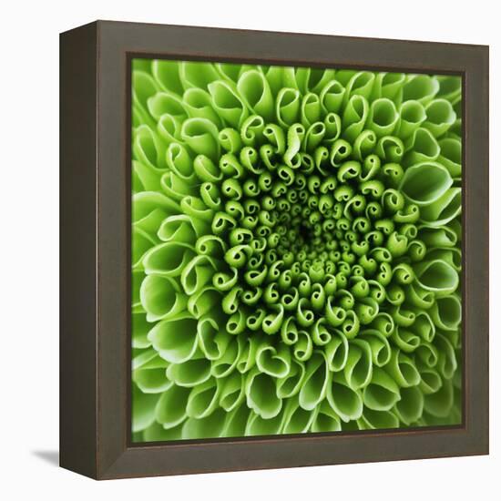 GREEN SHAMROCK CHRYSANTHEMUM-Clive Nichols-Framed Premier Image Canvas