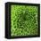 GREEN SHAMROCK CHRYSANTHEMUM-Clive Nichols-Framed Premier Image Canvas