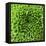 GREEN SHAMROCK CHRYSANTHEMUM-Clive Nichols-Framed Premier Image Canvas