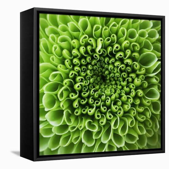 GREEN SHAMROCK CHRYSANTHEMUM-Clive Nichols-Framed Premier Image Canvas