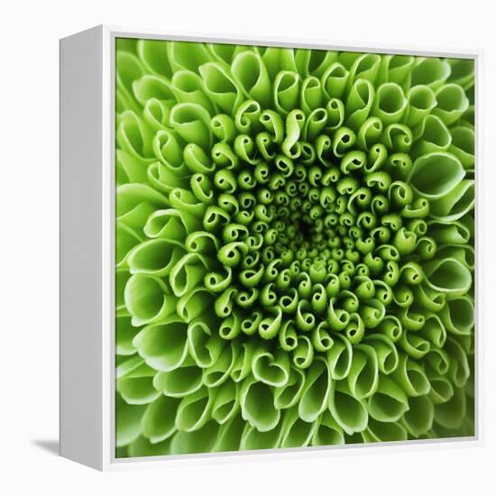 GREEN SHAMROCK CHRYSANTHEMUM-Clive Nichols-Framed Premier Image Canvas