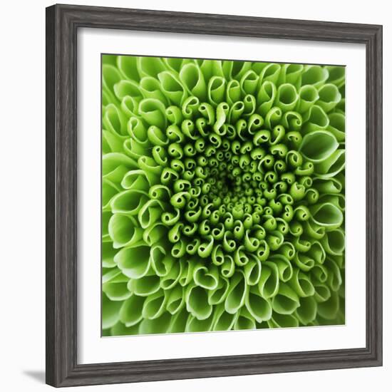 GREEN SHAMROCK CHRYSANTHEMUM-Clive Nichols-Framed Photographic Print