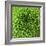 GREEN SHAMROCK CHRYSANTHEMUM-Clive Nichols-Framed Photographic Print