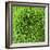 GREEN SHAMROCK CHRYSANTHEMUM-Clive Nichols-Framed Photographic Print