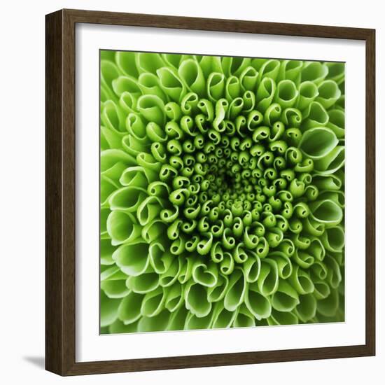 GREEN SHAMROCK CHRYSANTHEMUM-Clive Nichols-Framed Photographic Print