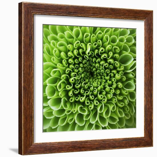 GREEN SHAMROCK CHRYSANTHEMUM-Clive Nichols-Framed Photographic Print