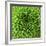 GREEN SHAMROCK CHRYSANTHEMUM-Clive Nichols-Framed Photographic Print