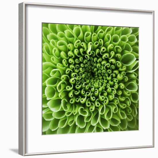 GREEN SHAMROCK CHRYSANTHEMUM-Clive Nichols-Framed Photographic Print