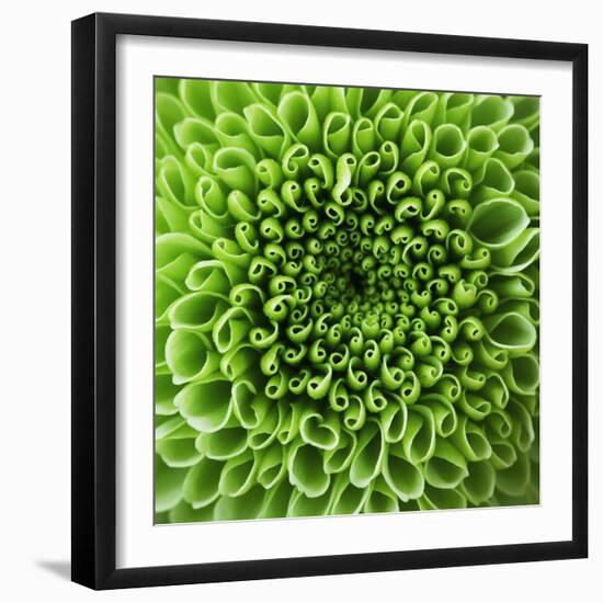 GREEN SHAMROCK CHRYSANTHEMUM-Clive Nichols-Framed Photographic Print