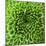 GREEN SHAMROCK CHRYSANTHEMUM-Clive Nichols-Mounted Photographic Print