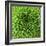 GREEN SHAMROCK CHRYSANTHEMUM-Clive Nichols-Framed Photographic Print