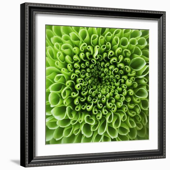 GREEN SHAMROCK CHRYSANTHEMUM-Clive Nichols-Framed Photographic Print