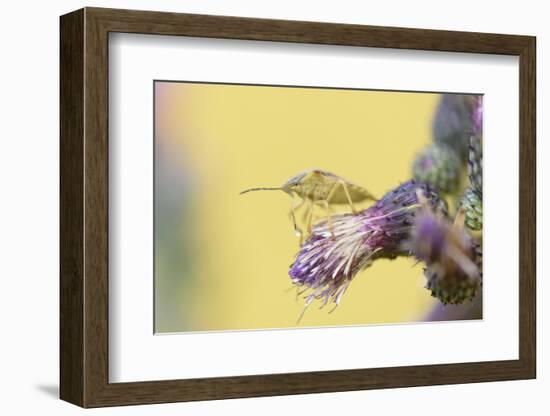 Green Shield Bug, Palomena Prasina, Thistle, Sitting, Side View-David & Micha Sheldon-Framed Photographic Print