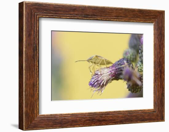 Green Shield Bug, Palomena Prasina, Thistle, Sitting, Side View-David & Micha Sheldon-Framed Photographic Print