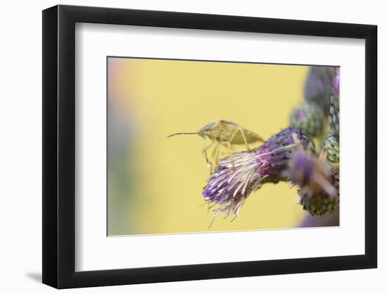 Green Shield Bug, Palomena Prasina, Thistle, Sitting, Side View-David & Micha Sheldon-Framed Photographic Print