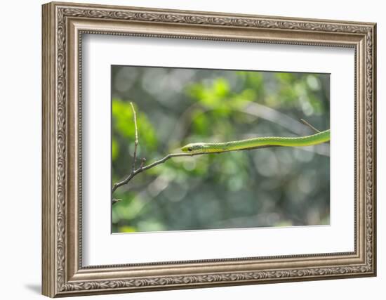 Green snake, New Smyrna Beach, Florida, Usa-Lisa S. Engelbrecht-Framed Photographic Print