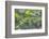 Green snake, New Smyrna Beach, Florida, Usa-Lisa S. Engelbrecht-Framed Photographic Print