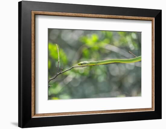 Green snake, New Smyrna Beach, Florida, Usa-Lisa S. Engelbrecht-Framed Photographic Print