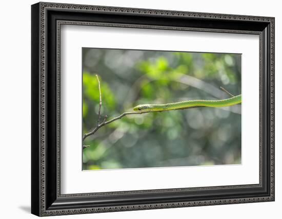 Green snake, New Smyrna Beach, Florida, Usa-Lisa S. Engelbrecht-Framed Photographic Print