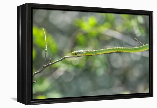 Green snake, New Smyrna Beach, Florida, Usa-Lisa S. Engelbrecht-Framed Premier Image Canvas