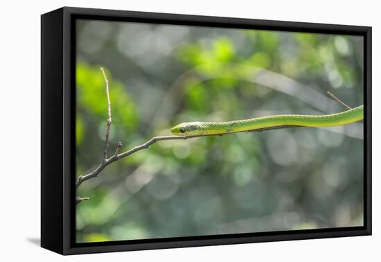 Green snake, New Smyrna Beach, Florida, Usa-Lisa S. Engelbrecht-Framed Premier Image Canvas