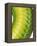 Green Snake Scales-Martin Harvey-Framed Premier Image Canvas