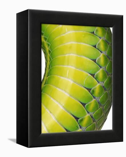 Green Snake Scales-Martin Harvey-Framed Premier Image Canvas
