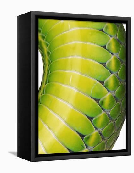 Green Snake Scales-Martin Harvey-Framed Premier Image Canvas