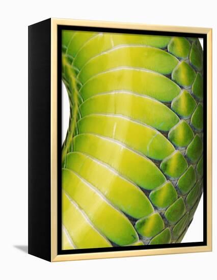 Green Snake Scales-Martin Harvey-Framed Premier Image Canvas