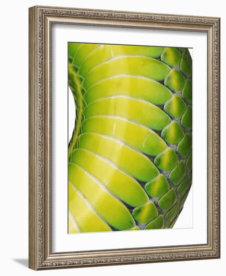 Green Snake Scales-Martin Harvey-Framed Photographic Print