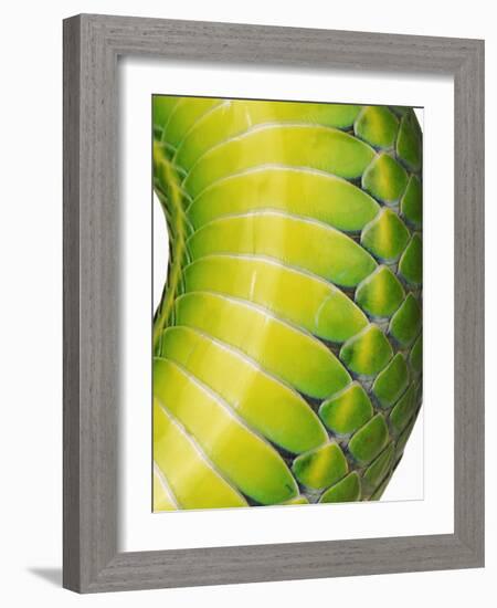 Green Snake Scales-Martin Harvey-Framed Photographic Print