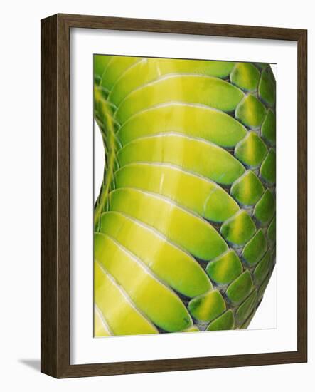 Green Snake Scales-Martin Harvey-Framed Photographic Print