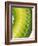 Green Snake Scales-Martin Harvey-Framed Photographic Print