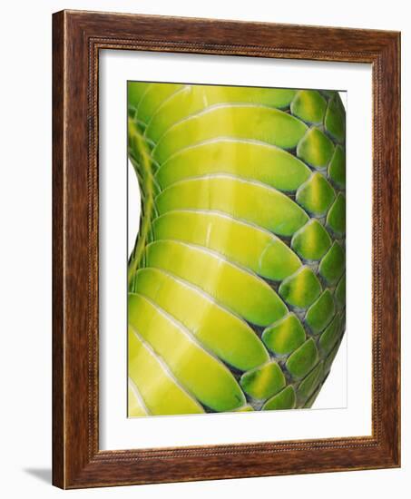 Green Snake Scales-Martin Harvey-Framed Photographic Print