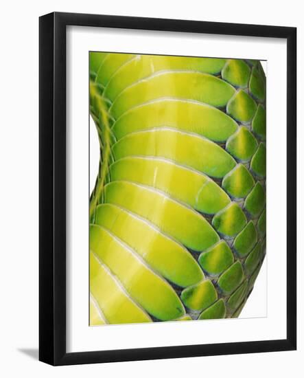 Green Snake Scales-Martin Harvey-Framed Photographic Print