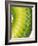 Green Snake Scales-Martin Harvey-Framed Photographic Print