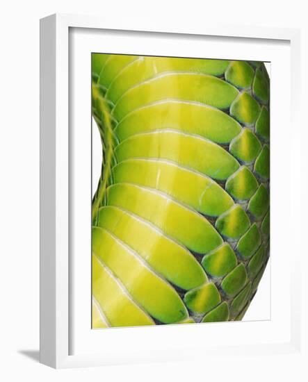 Green Snake Scales-Martin Harvey-Framed Photographic Print