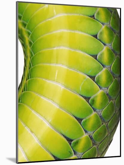 Green Snake Scales-Martin Harvey-Mounted Photographic Print