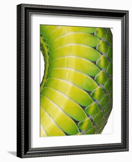 Green Snake Scales-Martin Harvey-Framed Photographic Print