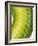 Green Snake Scales-Martin Harvey-Framed Photographic Print