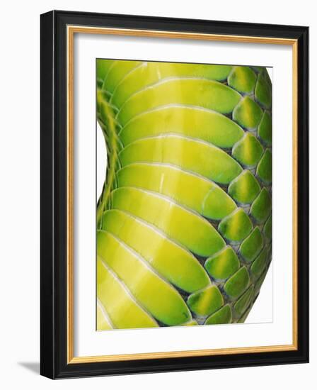 Green Snake Scales-Martin Harvey-Framed Photographic Print