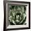 Green Succulent II-Mia Jensen-Framed Giclee Print