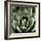 Green Succulent II-Mia Jensen-Framed Giclee Print