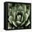 Green Succulent II-Mia Jensen-Framed Stretched Canvas