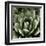 Green Succulent II-Mia Jensen-Framed Art Print