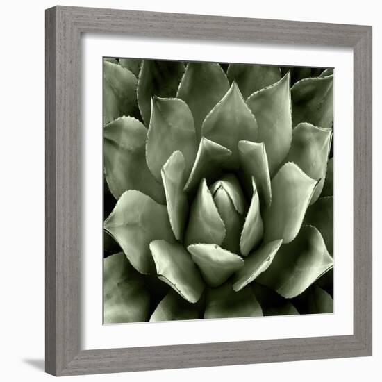 Green Succulent II-Mia Jensen-Framed Art Print