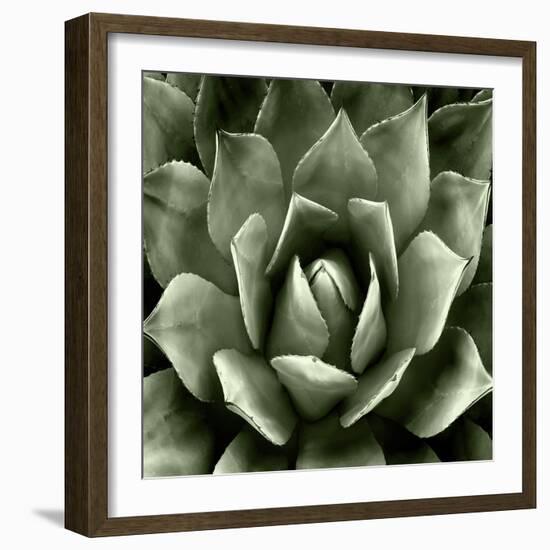 Green Succulent II-Mia Jensen-Framed Art Print