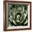 Green Succulent II-Mia Jensen-Framed Art Print